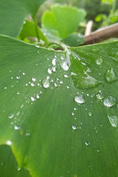 Original Inspiration